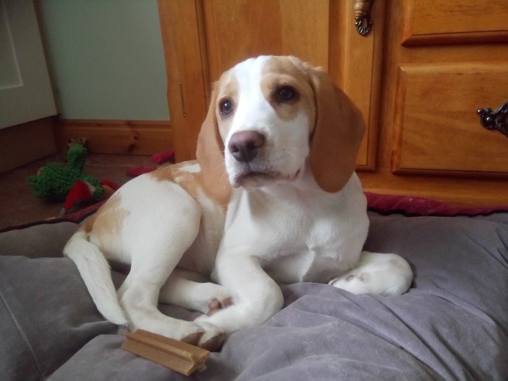 5 Month Old Pedigree Female Beagle Puppy in Ballycastle, County