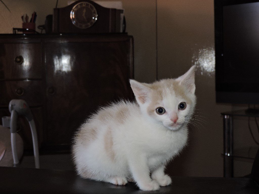 Female Kitten For Sale in Eaglesham, Glasgow Gumtree