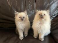 Stunning fluffy Ragdoll kittens 