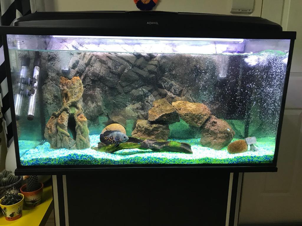 200 Litre Aquael Fish Tank for Sale/Storage in Falkirk Gumtree