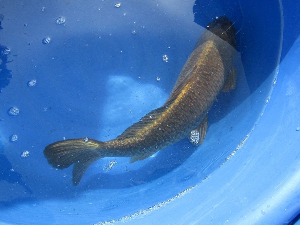 Large Ghost Koi carp 20 inches long for fish pond | in Hull, East