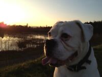 Dog walking / sitting & puppy visits in Stockbridge & surrounding area