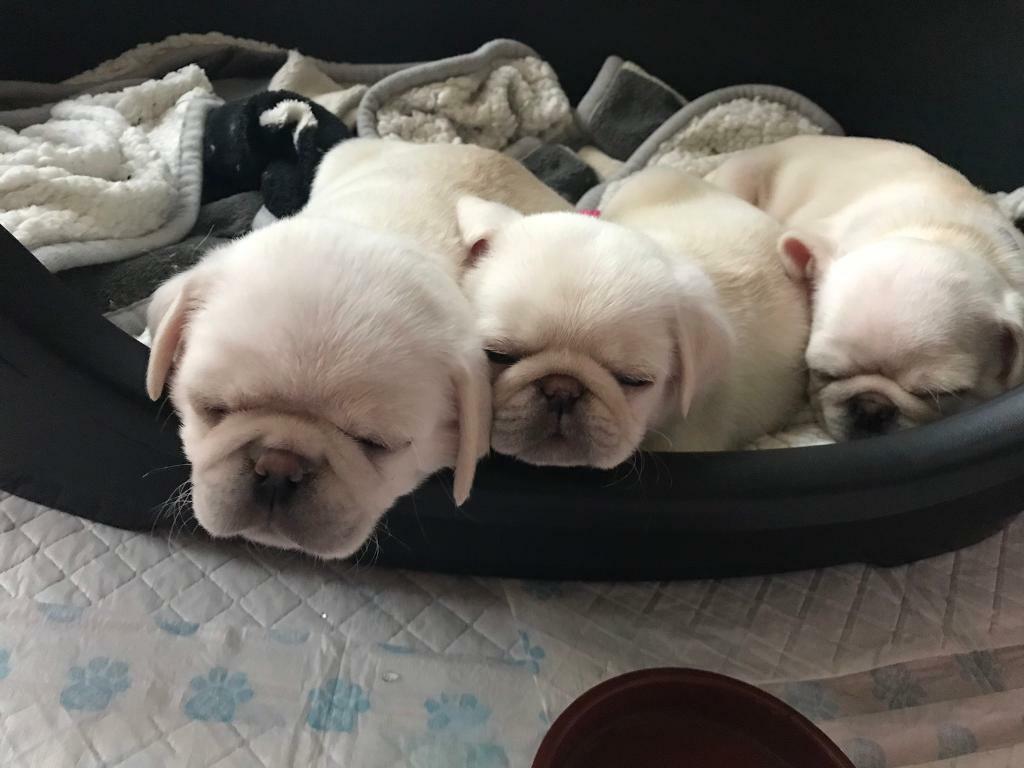 Beautiful 8 week old pug puppies ready to leave this weekend - LAST