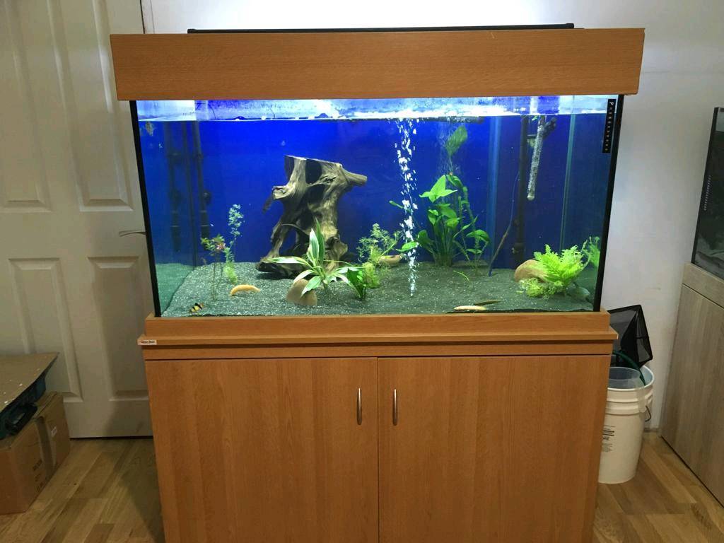 Fish tank 450 Liters in Kirkmuirhill, South Lanarkshire Gumtree
