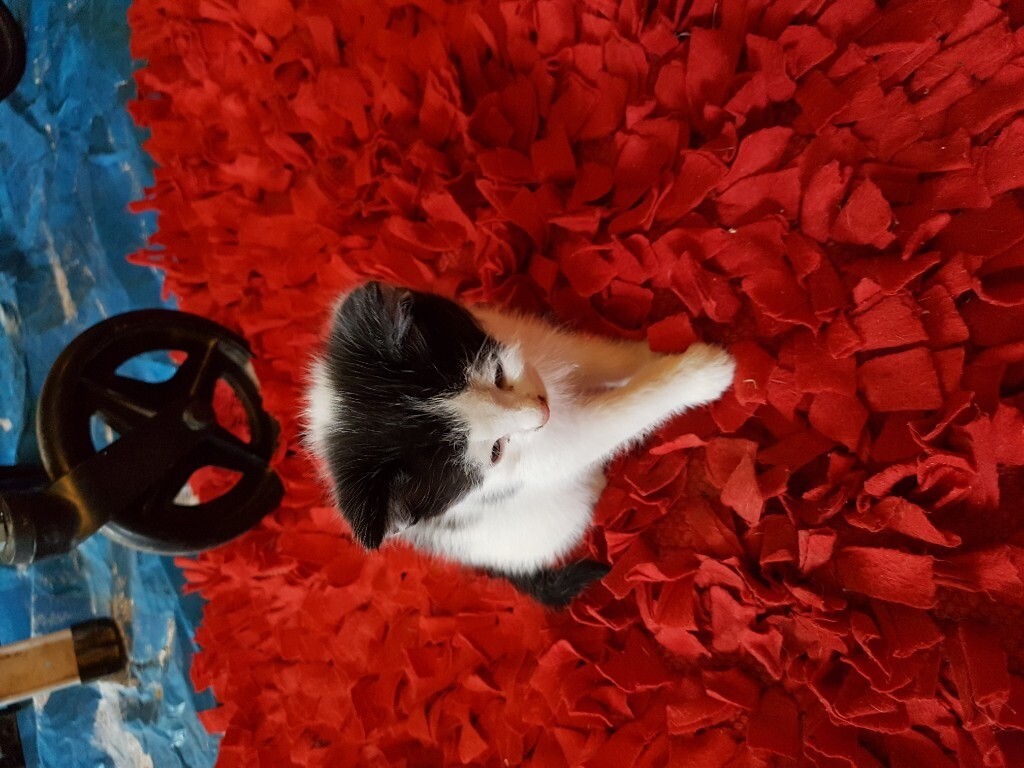 Kittens | in Newbiggin-by-the-Sea, Northumberland | Gumtree