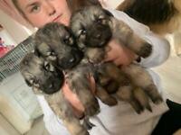 3 German shepherd puppies left! 