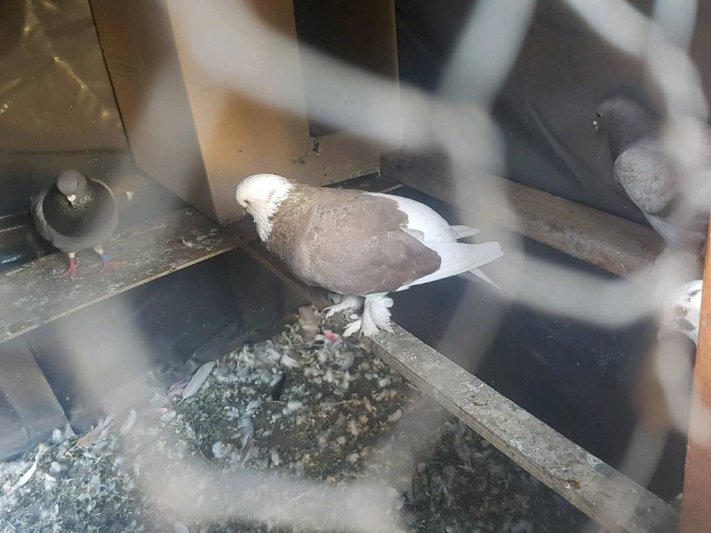 West of England Tumbler Pigeon in Heckmondwike, West Yorkshire Gumtree