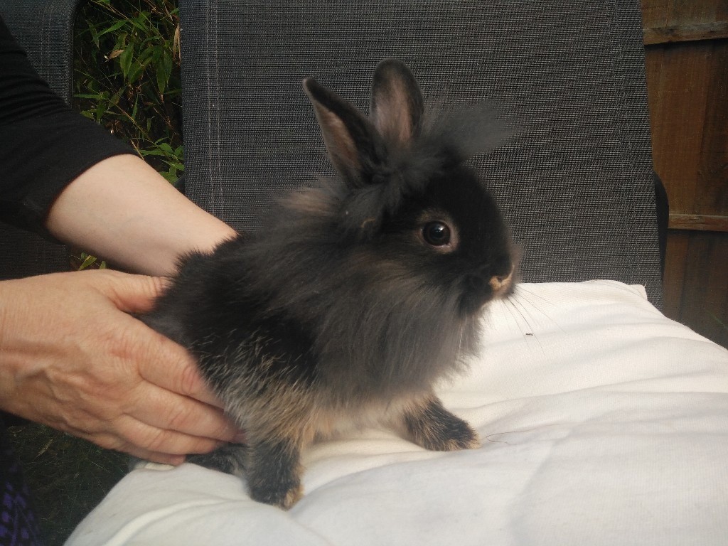 Rabbit bunnies for sale. Very cute. Will stay small. in Thornton