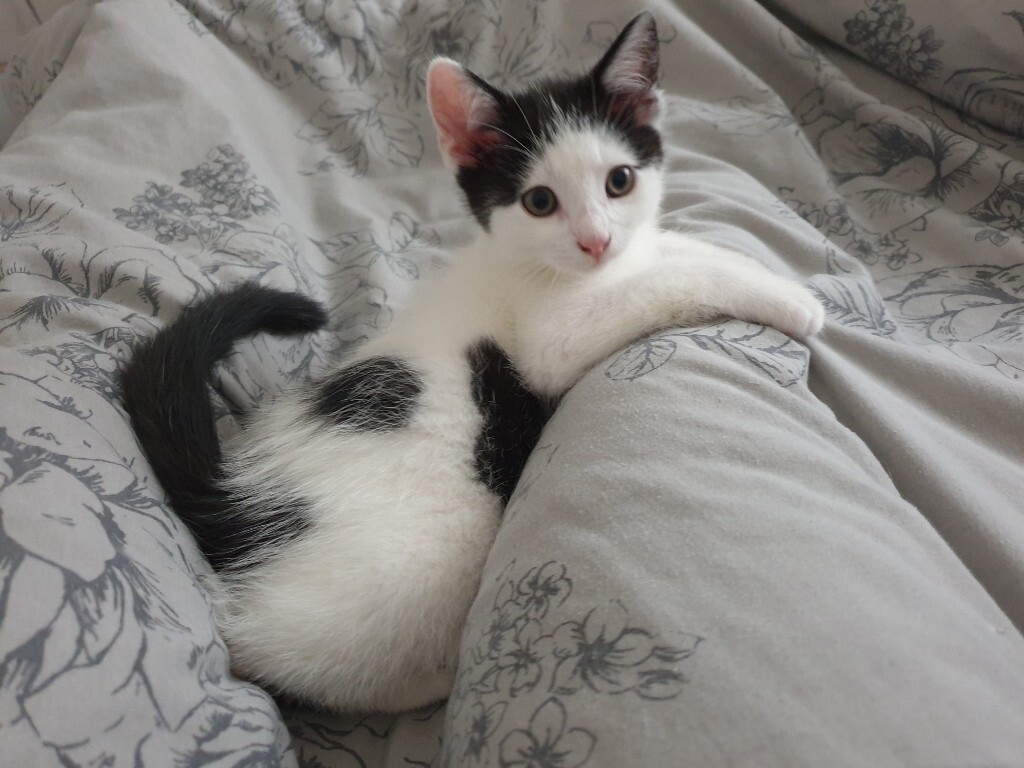 kittens for sale - ready to leave | in Southampton, Hampshire | Gumtree