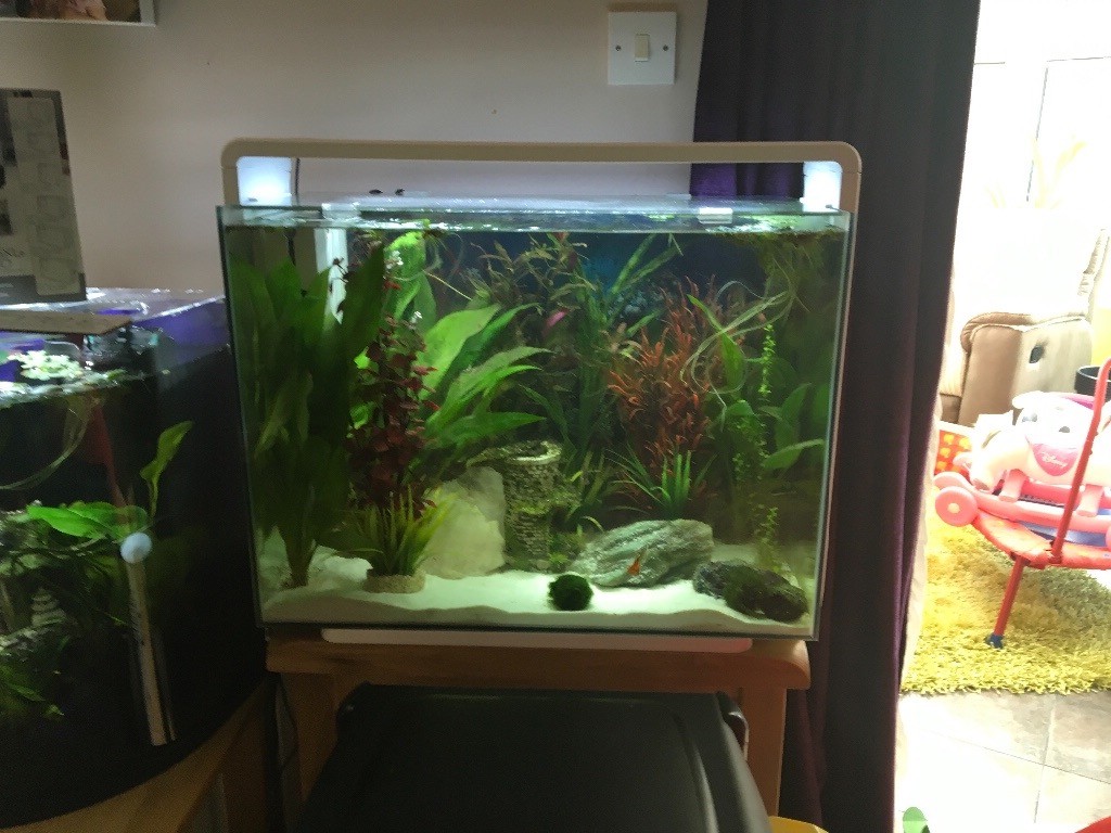 Fish Tanks For Sale Cheap Near Me - Justindrew