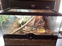 Male crested gecko and tank