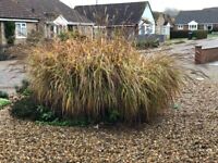 URGENT - Large Attractive Grass Plant - Good Condition - Ready to collect - £20