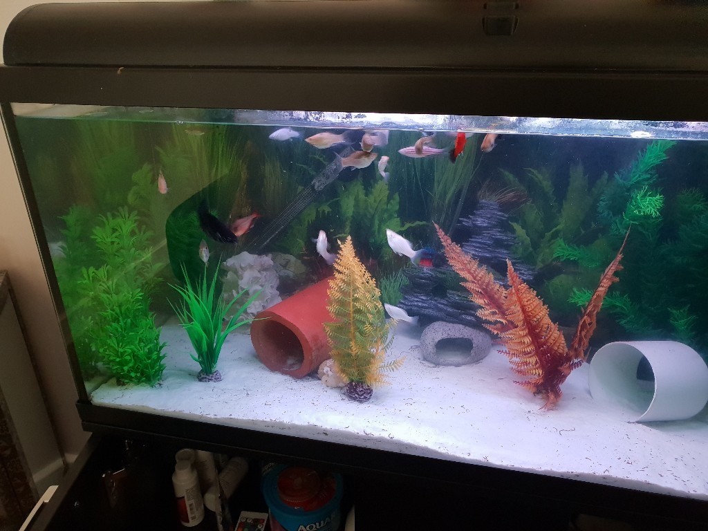 Fish and full fish tank set up in Sutton-on-Hull East 