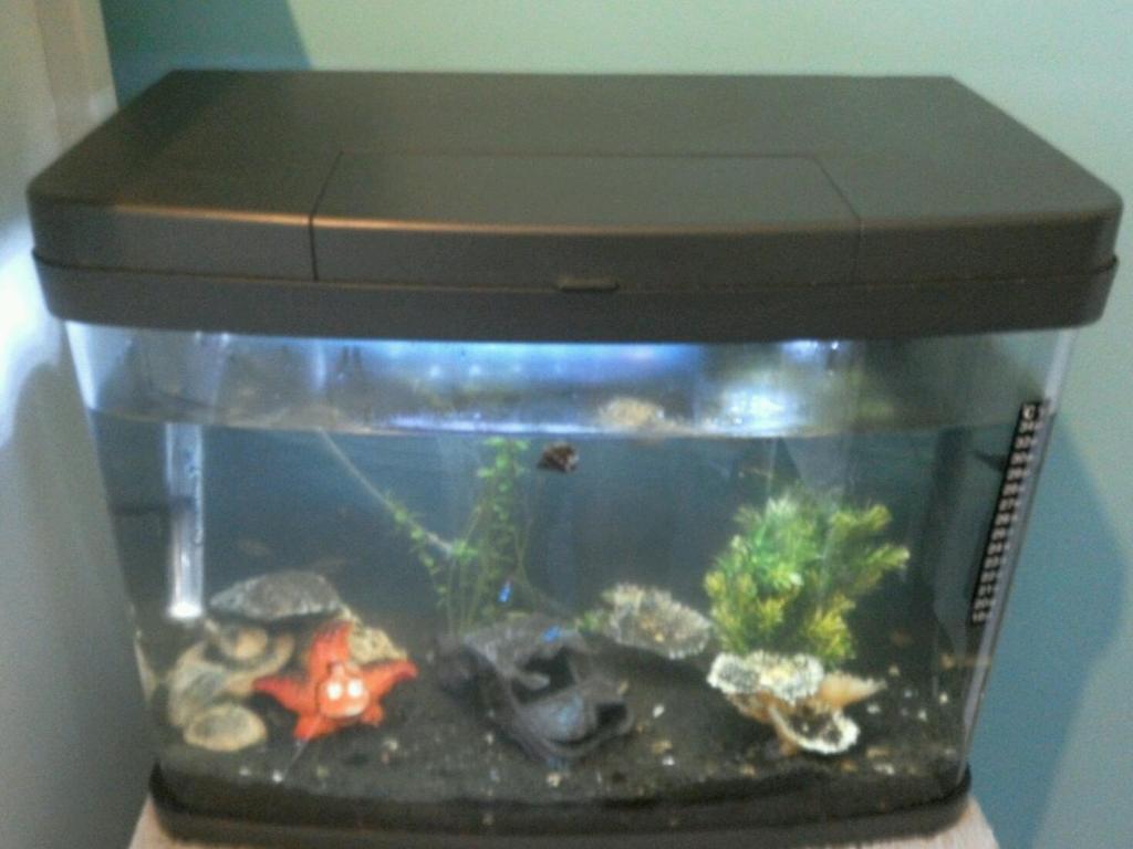 Aquarium Love Fish Panorama 40l tropical fish Tank in Stockport