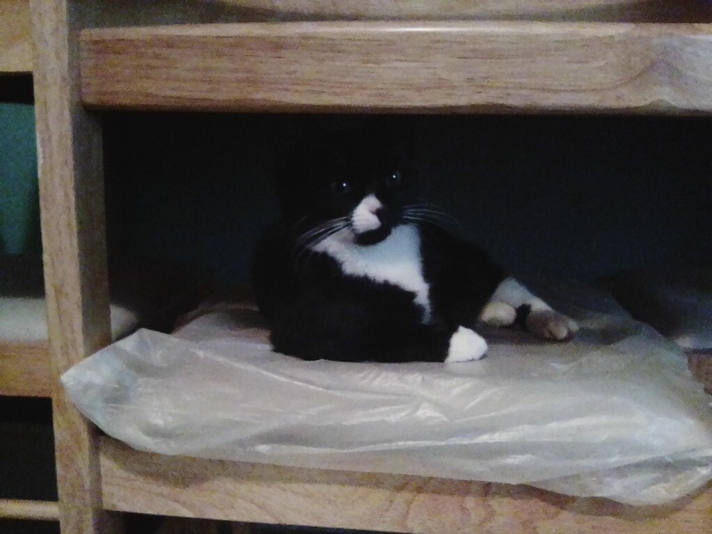 Tuxedo Kitten For Sale In Earls Court London Gumtree