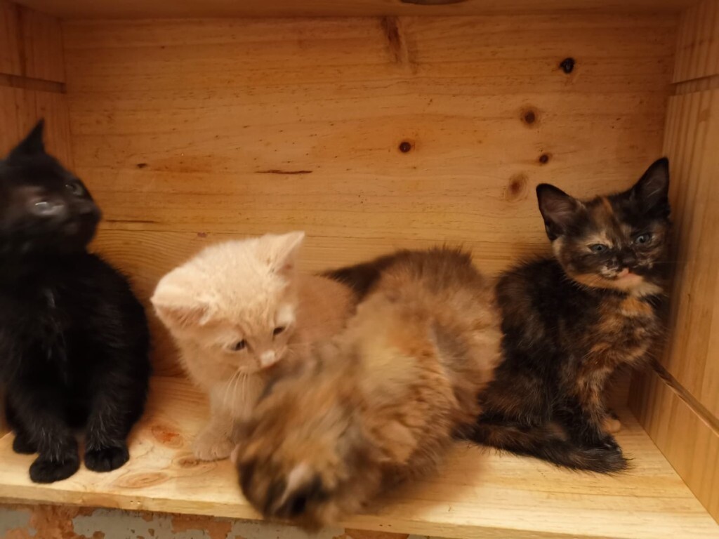 Only 4 beautiful kittens 3 girls 1 boy left please read description