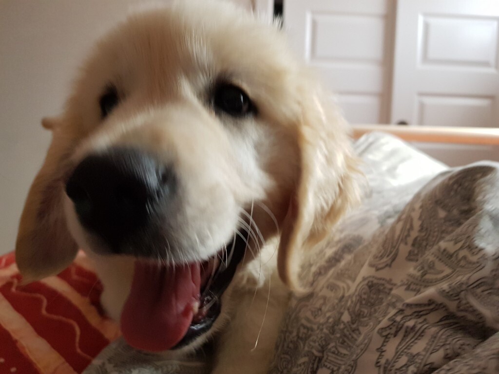 12 weeks kc registered golden retriever puppy in Duddingston
