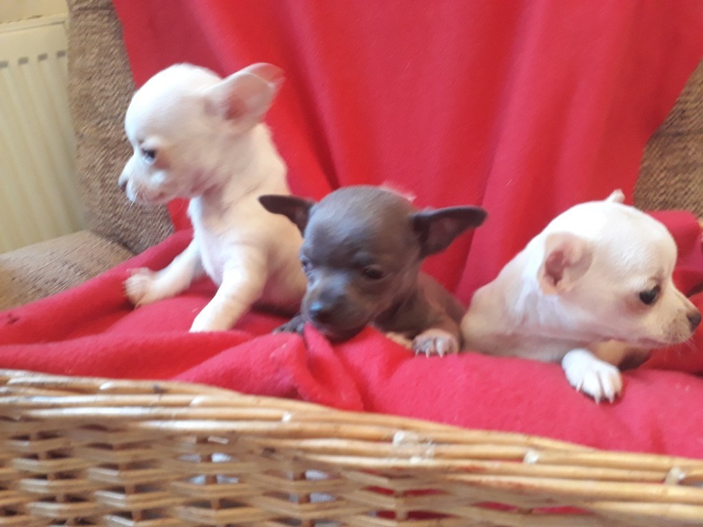 Stunning Chihuahuas puppies for sale in Southport, Merseyside Gumtree