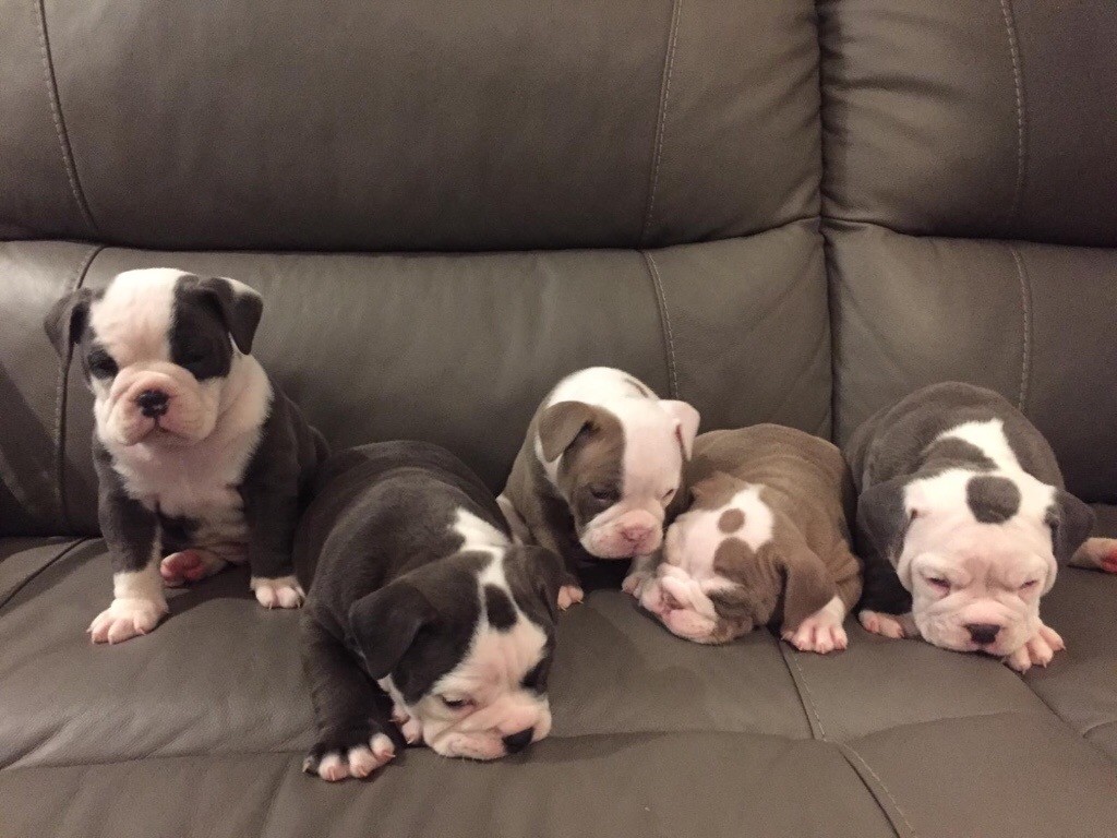 Old Tyme English Bulldog Puppies for sale in Dalkeith, Midlothian