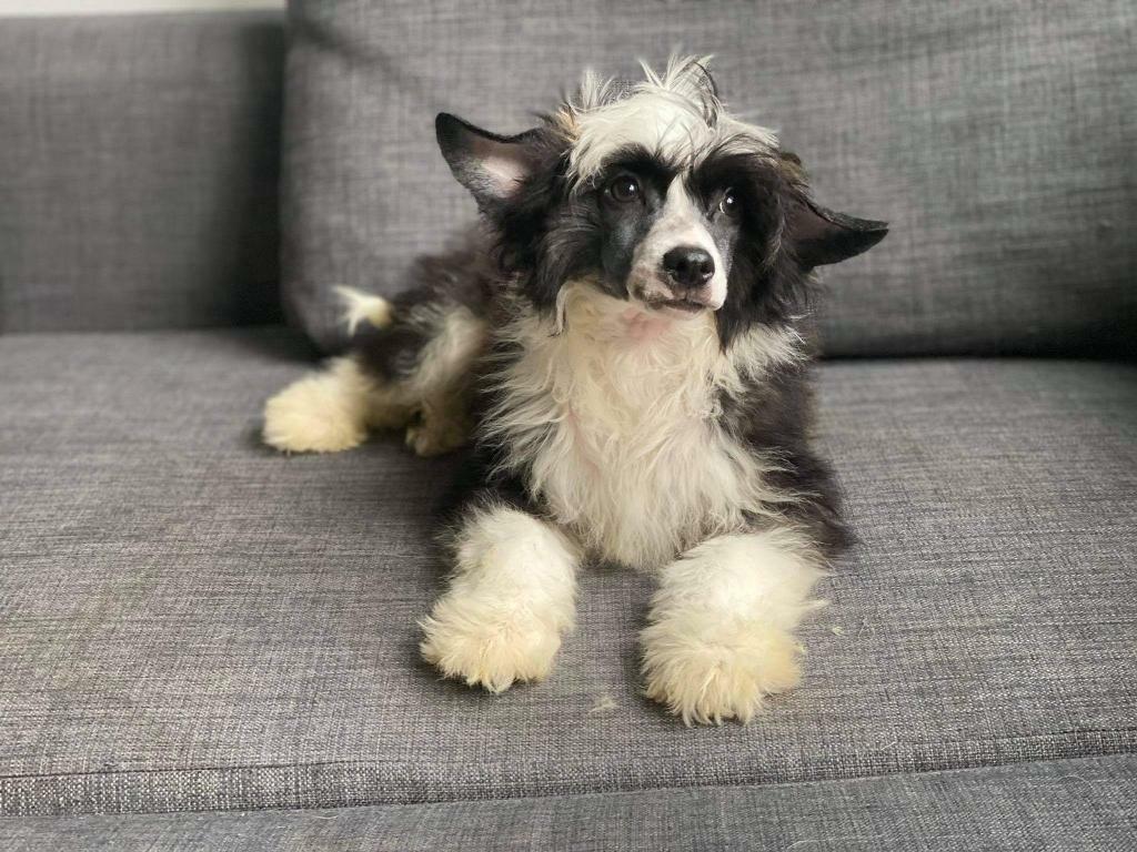 Powder puff boy in Littleport, Cambridgeshire Gumtree