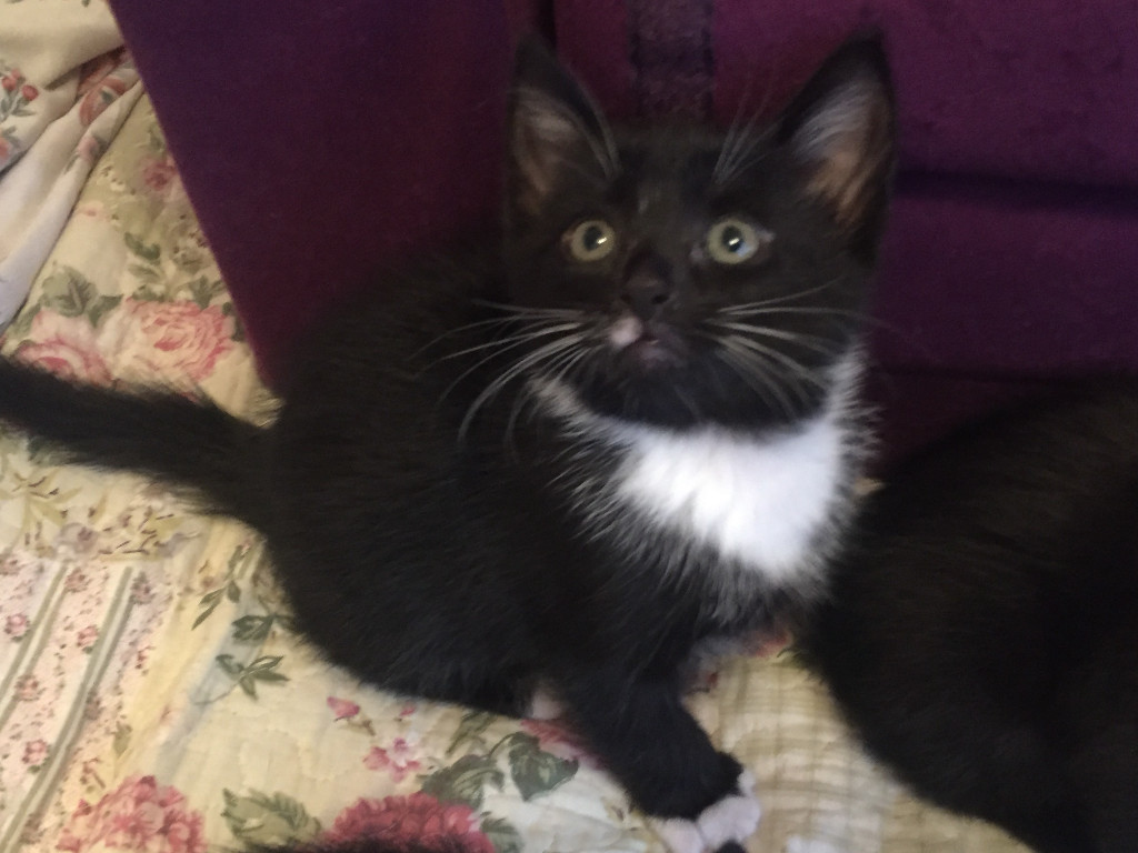 kittens for sale in Bermondsey, London Gumtree