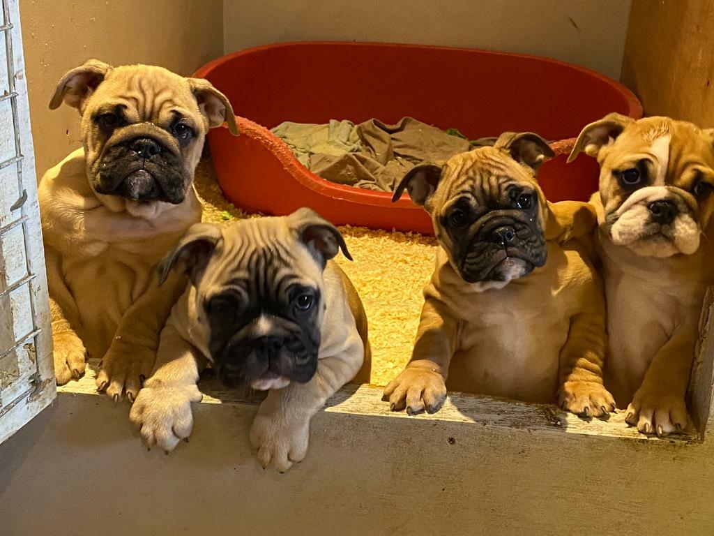 British Bulldogs for sale in Belfast City Centre, Belfast Gumtree