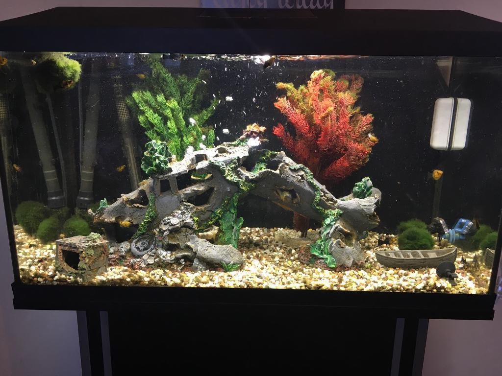 100l aquarium set up  and fish if desired in Luton 