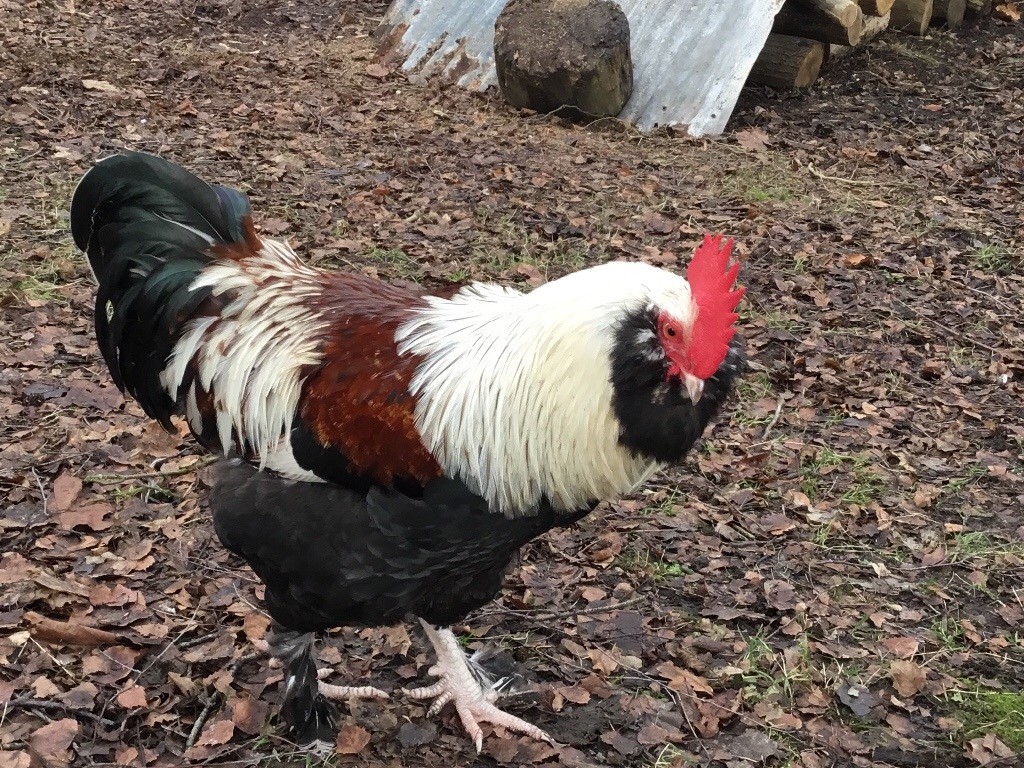 Faverolle cockerel for sale in Heathfield, East Sussex Gumtree