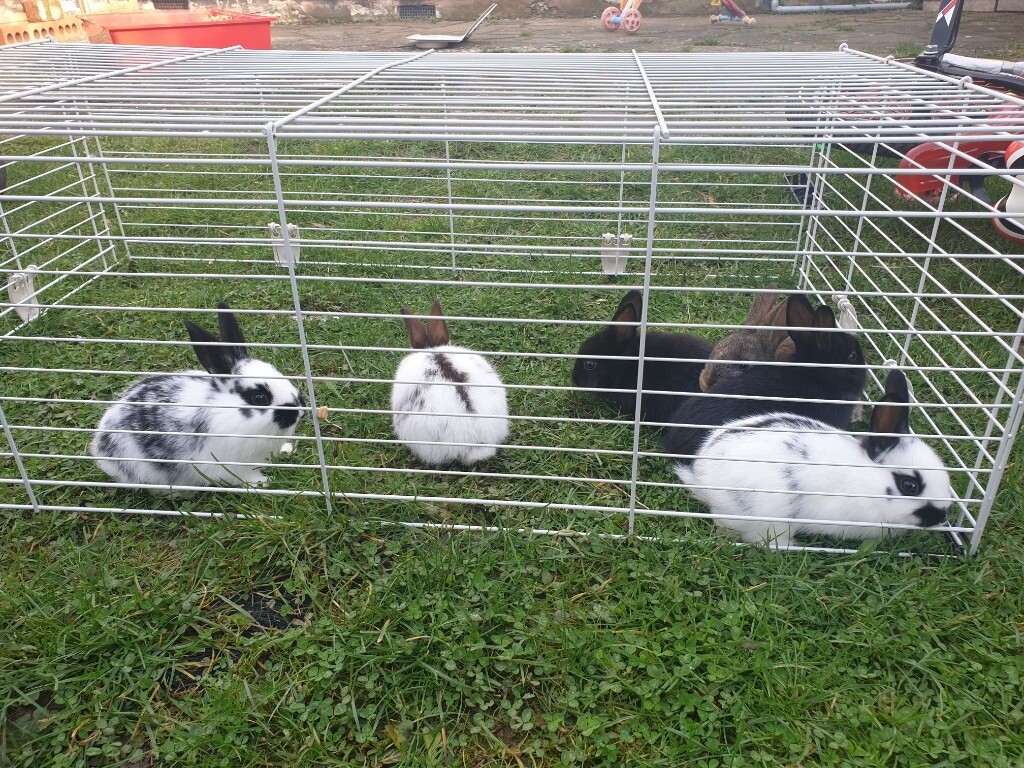 Baby Bunnies for Sale in Sutton, London Gumtree