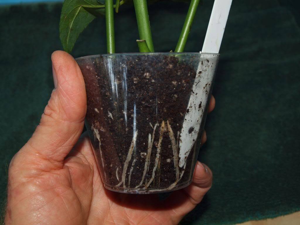 3 Cuttings of Neil Diamond Hybrid Tea Rose  Ready To Root Make Your Own Plants