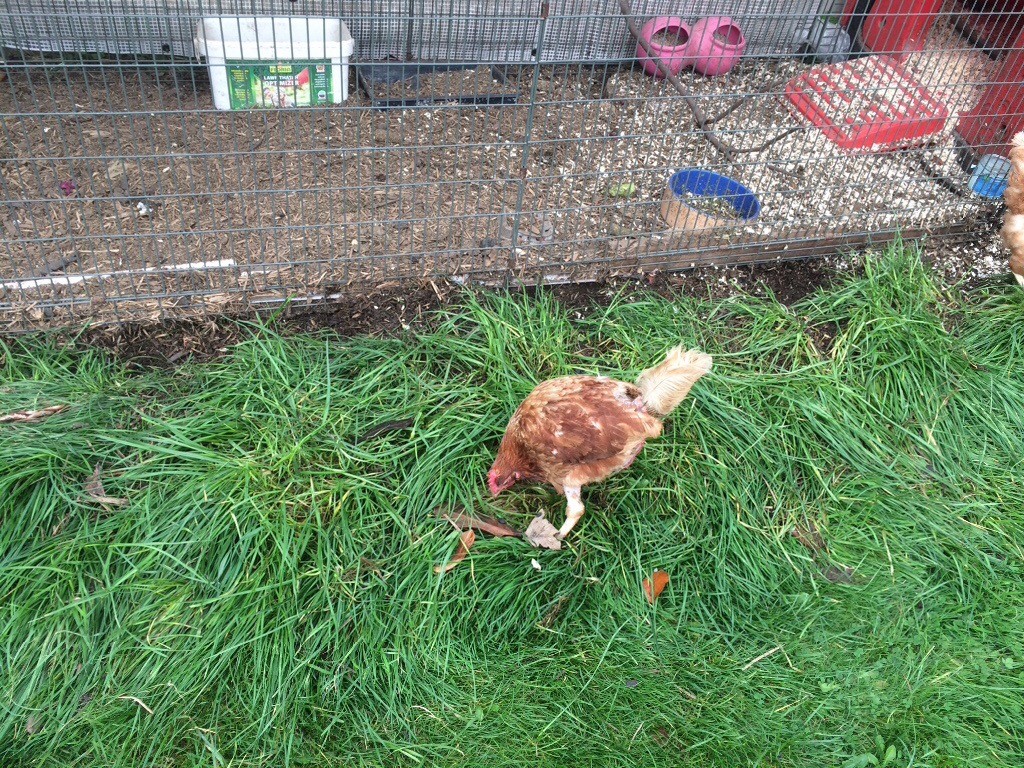 Quiet chickens for backyards