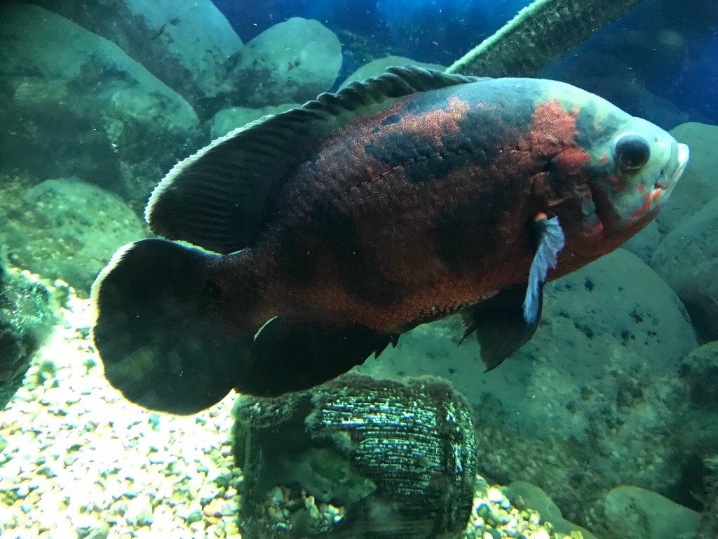 2 large tropical fish for sale in Tonypandy, Rhondda Cynon Taf Gumtree