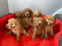 Cockapoo puppies health tested PRA clear 