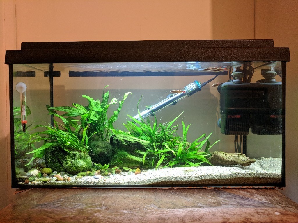 54L Aquarium, Plants &amp; Accessories (No Fish) in Rainford