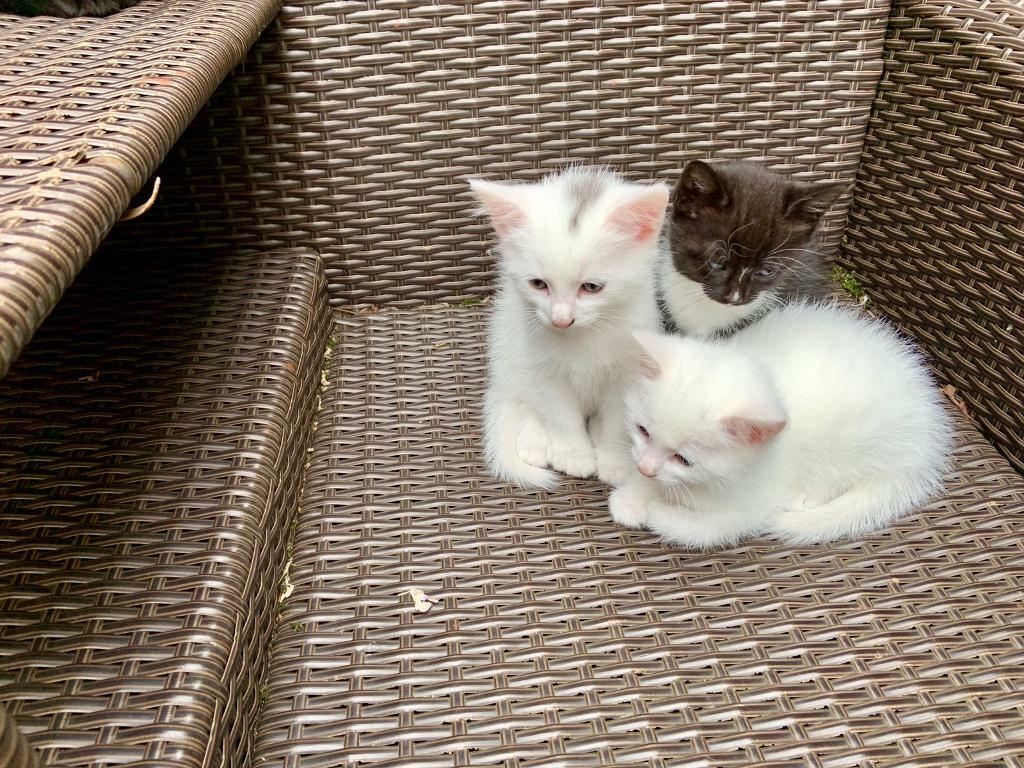 Kittens in Norwich, Norfolk Gumtree
