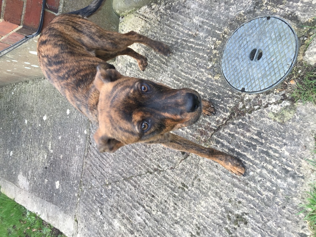 6 month old female lurcher cross staffy in Salisbury, Wiltshire Gumtree