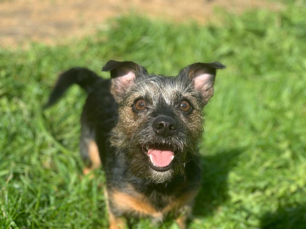Terrier Cross Dog in Darlington, County Durham Gumtree