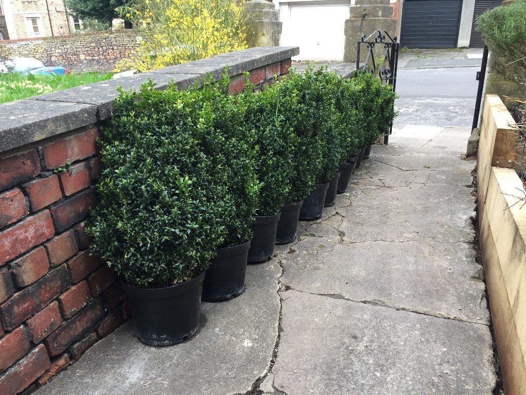 Box Hedge (Buxus Sempervirens) 10L Pot 60/80cm for sale in Clifton