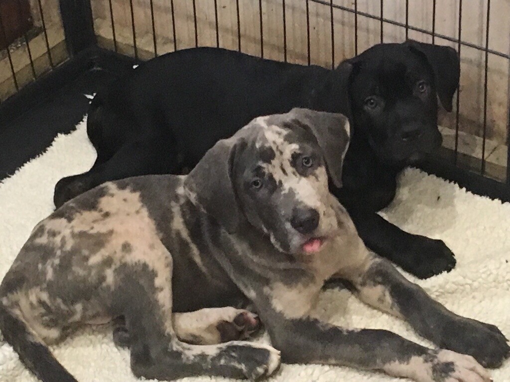 Cane Corsomolosser Pups In Larkhall South Lanarkshire Gumtree