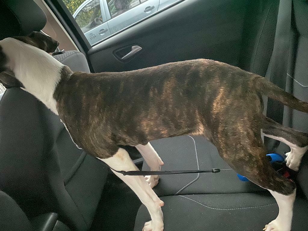 American Bulldog 6 months old in Sale, Manchester Gumtree
