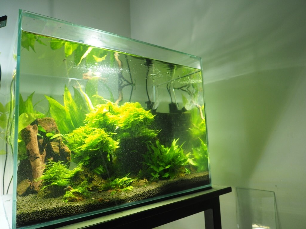 Plant fish tank + crystal red shrimps (no Co2) in East