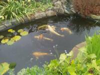 7 adult large koi carp available must be collected Sheffield 