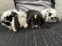 Beautiful baby mini lop rabbits 