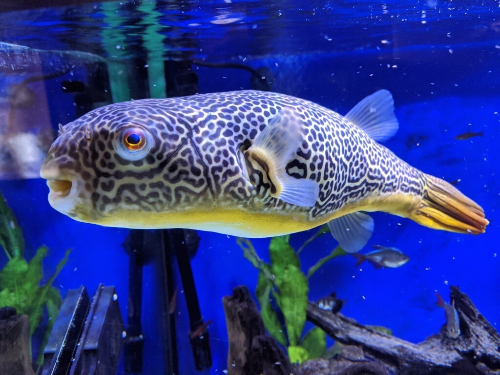 Mbu puffer | in Carmarthen, Carmarthenshire | Gumtree