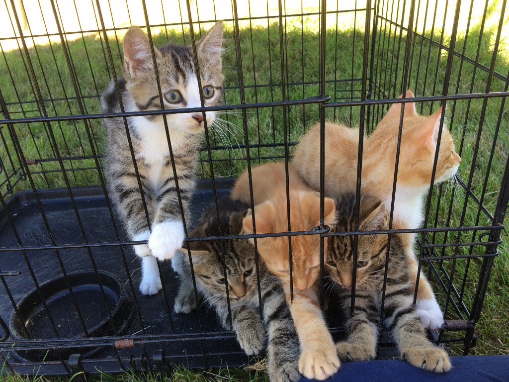 Kittens for sale | in Dyce, Aberdeen | Gumtree