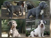Stunning chunky Massdogs Massbullys pups 