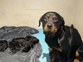 CHUNKY ROTTWEILER PUPS (beautiful nature mum and dad) 