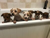 Beautiful Jack Russell puppies READY TO LEAVE 