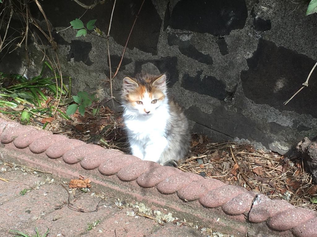 Kittens for Sale in Falkirk Gumtree