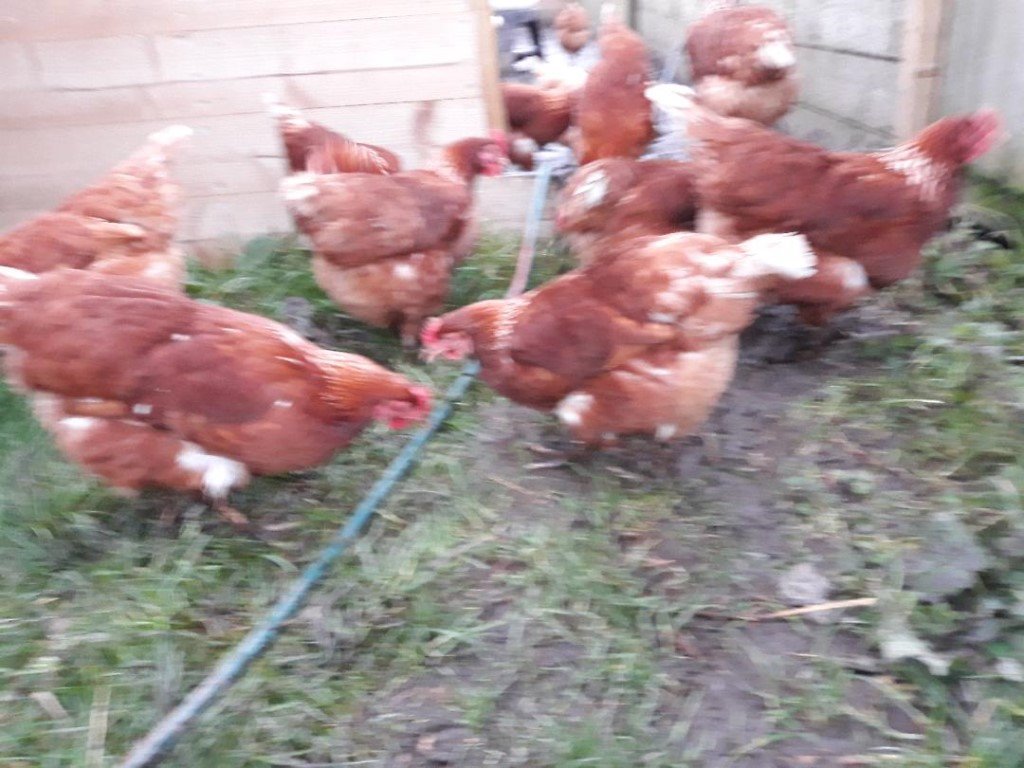 HYLINE PULLET HENS STARTING TO LAY FOR SALE in Fyvie, Aberdeenshire
